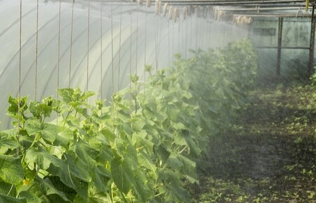 Flora-3208629-1280